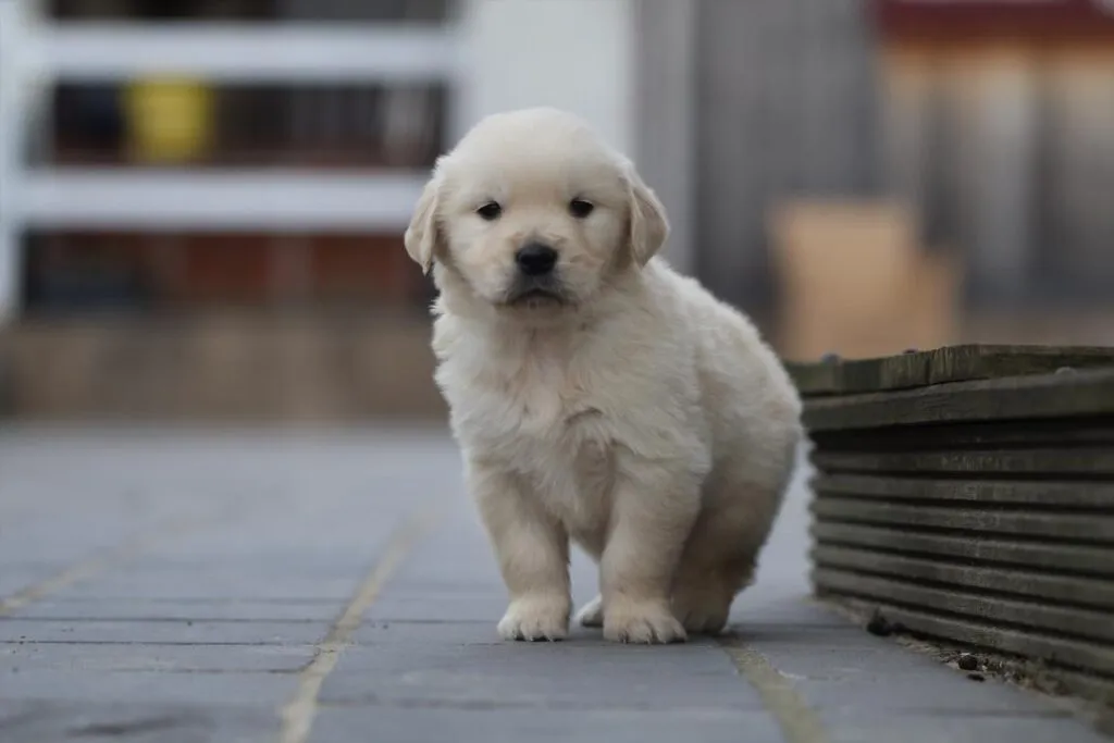 Chiot golden retriever - ce que vous devez savoir 4 Golden retriever verzorging