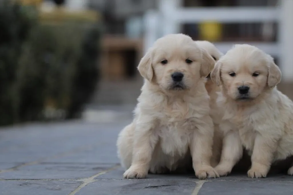 Chiot golden retriever - ce que vous devez savoir 2 Golden retriever verzorging