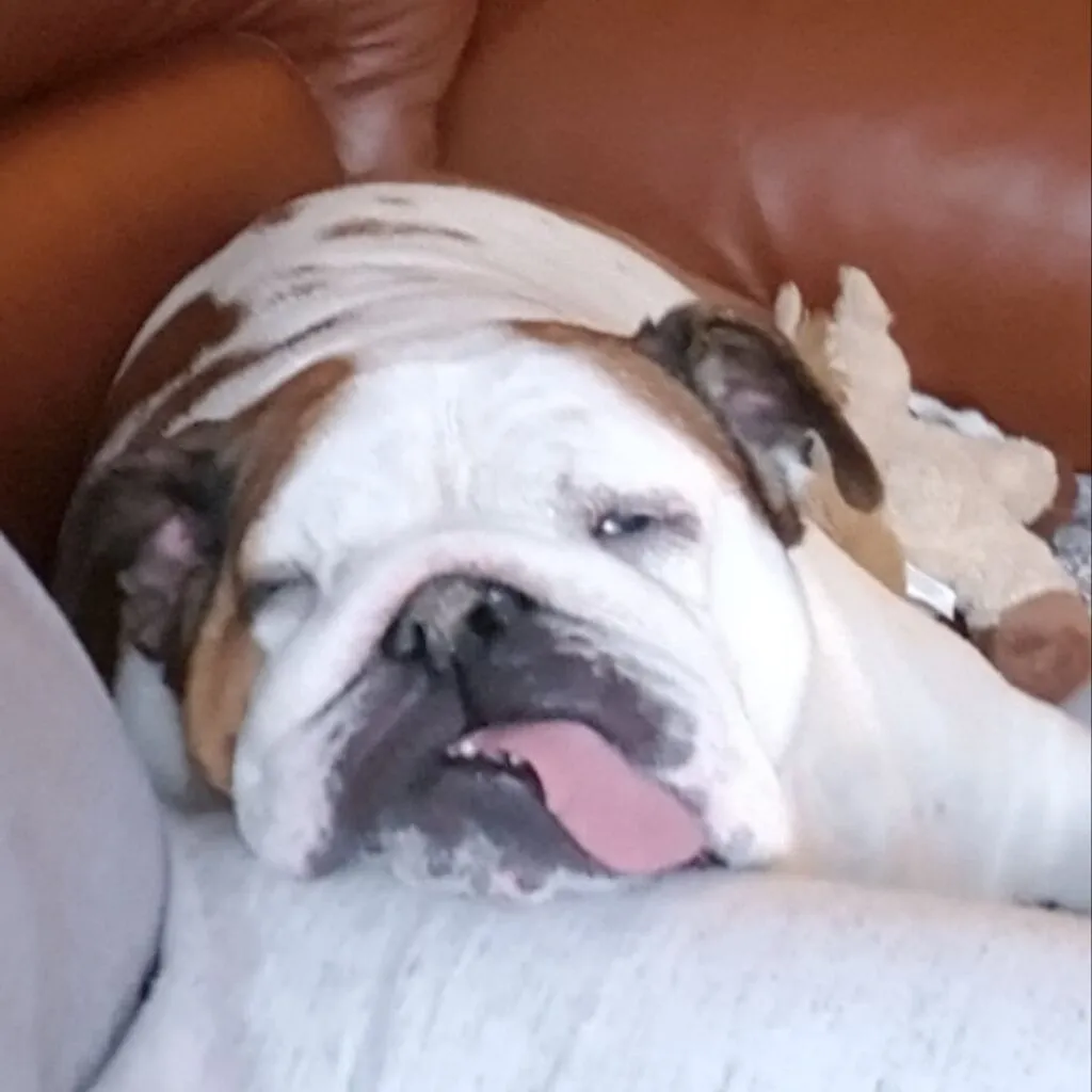 Engelse bulldog tevredenheid