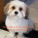 Dino 2 jaar 9