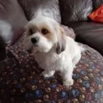 Cavachon - dino 3 jaar 4
