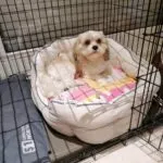 Cavachon - dino 4jaar 3