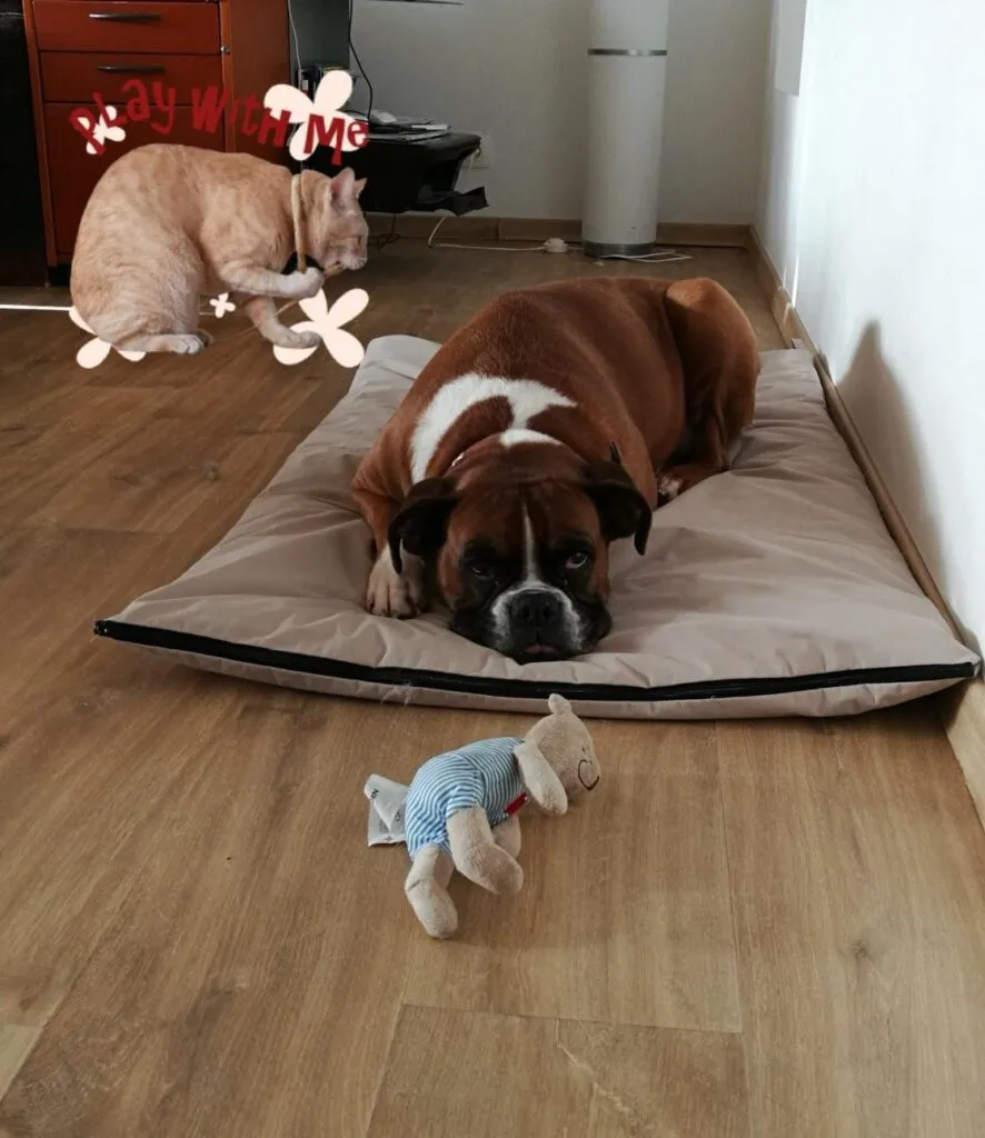 Boxer pup beoordelingen