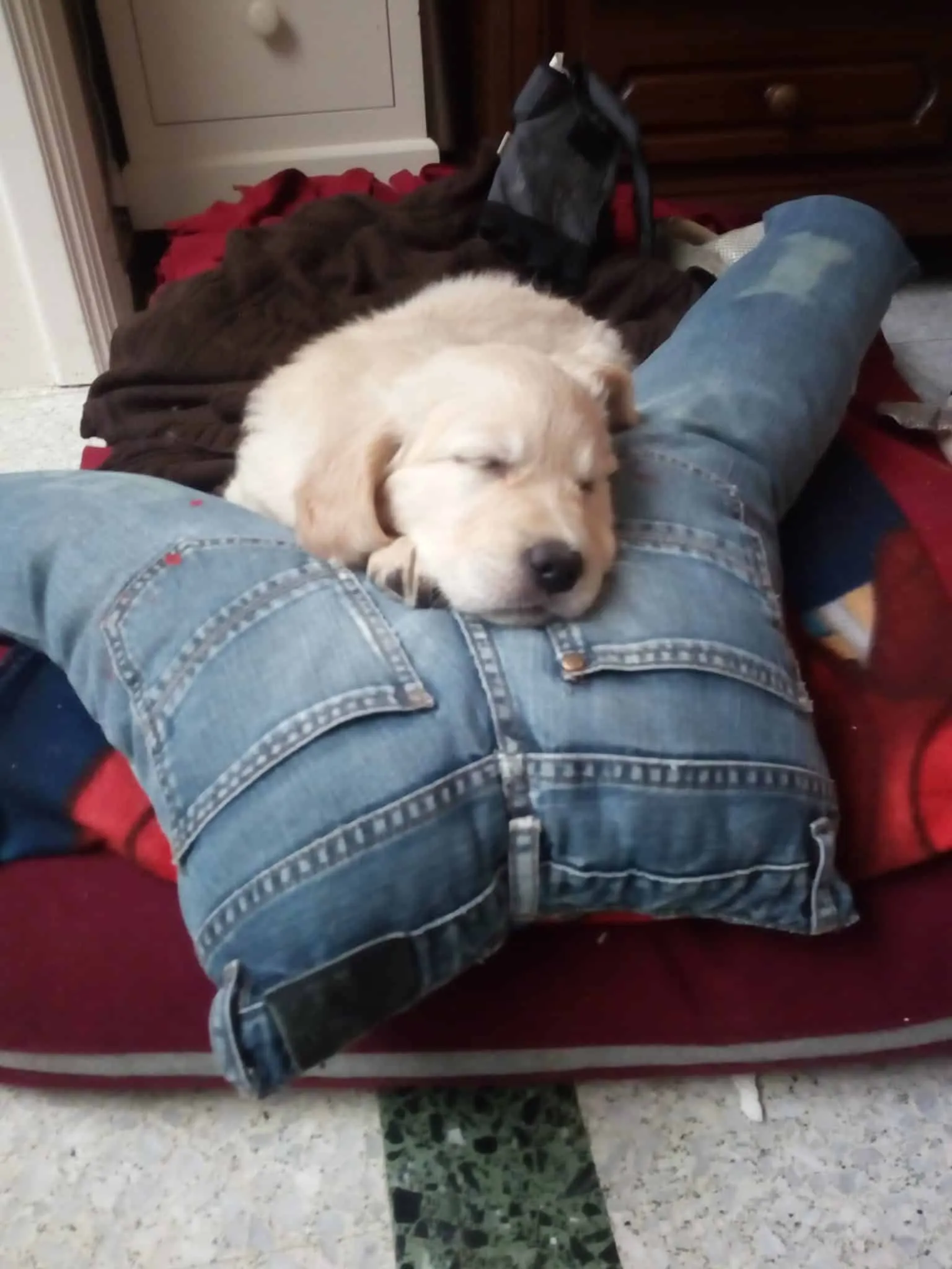 Conseils pour l'éducation du chiot 3