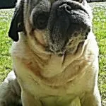 Mops - toulouse 9