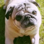 Mops - toulouse 8
