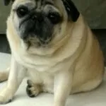 Mops - toulouse 7