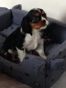 Isa- cavalier king charles 5 Isa- cavalier (kopie)