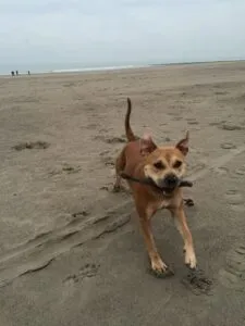 Ivy- amerikaanse stafford 21 Amerikaanse stafford op het strand met stok in de bek.
