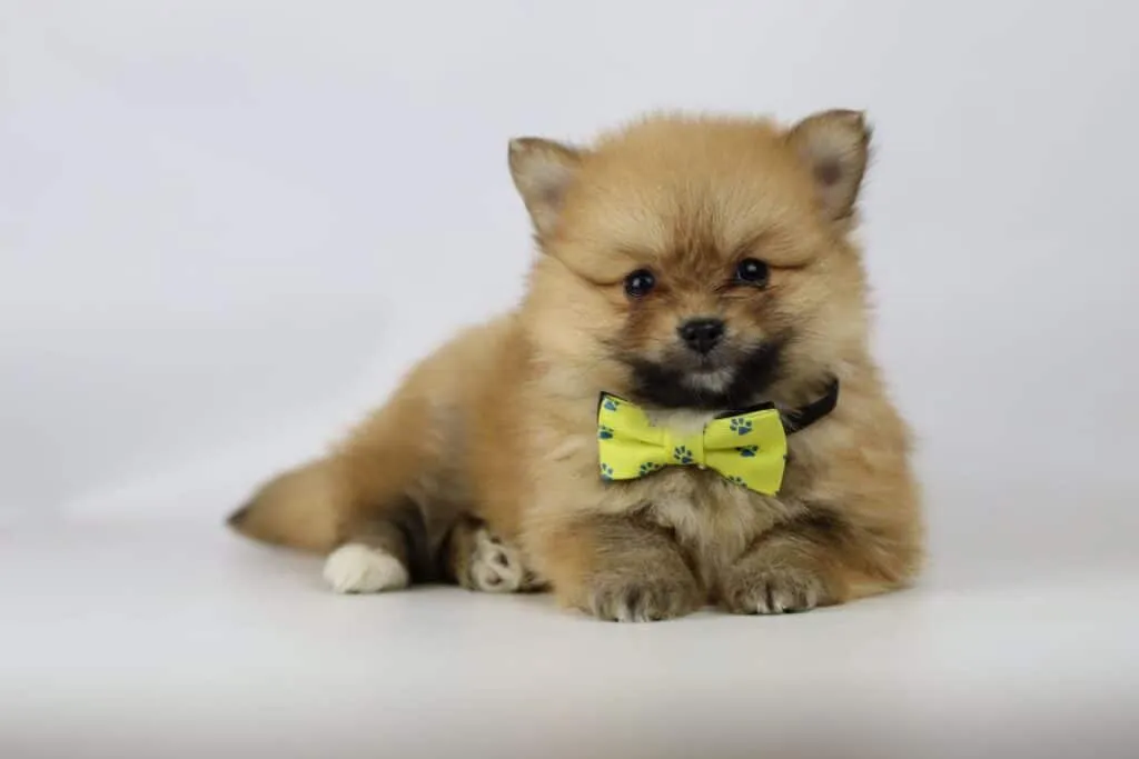 Dwarf spitz or pomeranian puppies for sale - buy spitz puppies, pomeranian from breeder 16 Pomeranian puppies belgium