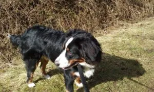 Berner sennen adoptie
