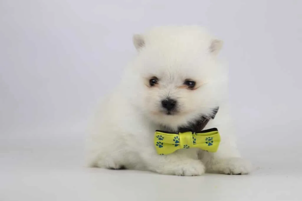 Dwarf spitz or pomeranian puppies for sale - buy spitz puppies, pomeranian from breeder 18 Pomeranian kennel belgium