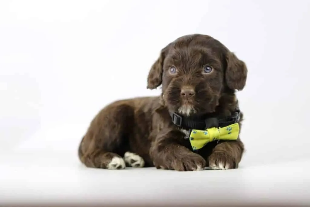 Labradoodle sans liste d'attente : conseils pour trouver un chiot extraordinaire 7 Labradoodle disponible immédiatement