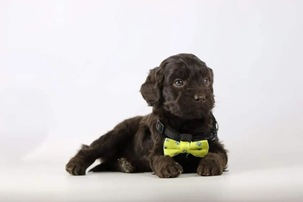 Labradoodle-welpen zu verkaufen – informationen von einem in belgien anerkannten züchter 14 Labradoodle pups beschikbaar