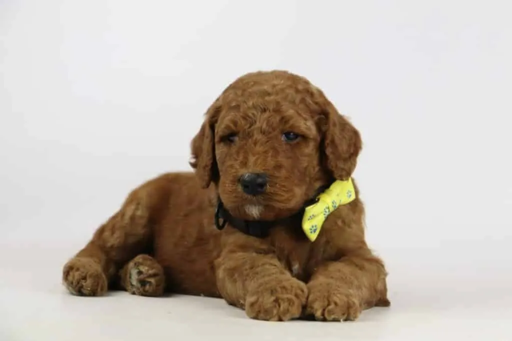 Labradoodle-welpen zu verkaufen – informationen von einem in belgien anerkannten züchter 13 Labradoodle puppies te koop