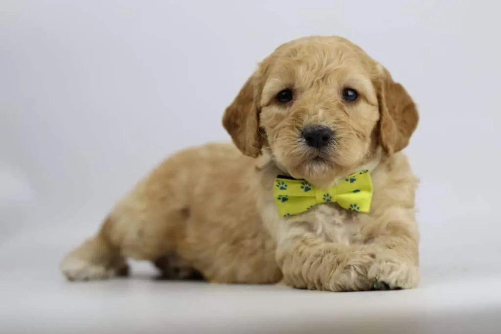 Labradoodle pups woefkesranch