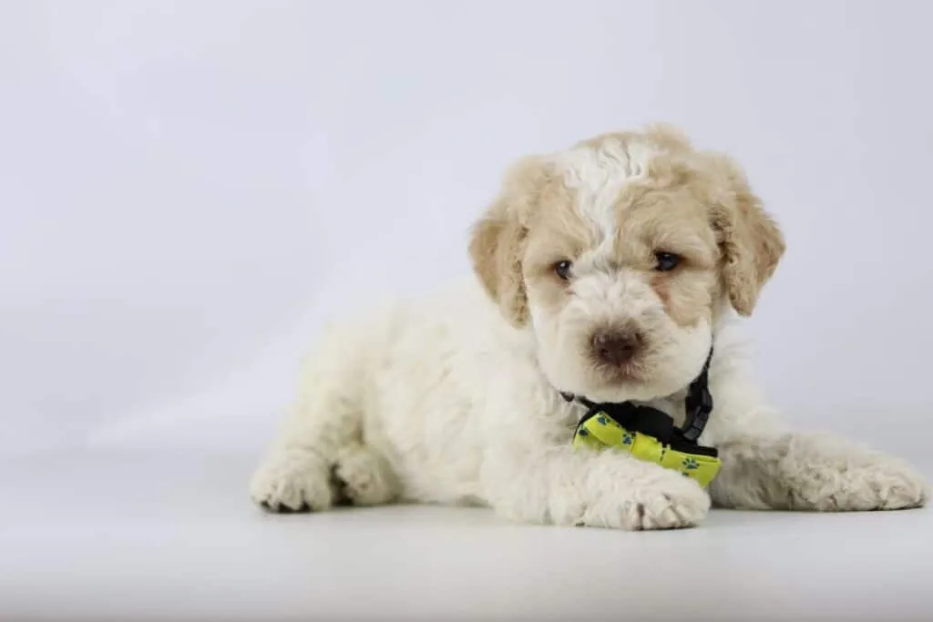 Coûts lagotto romagnolo belgique