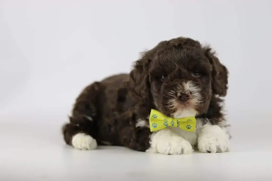 Lagotto Romagnolo