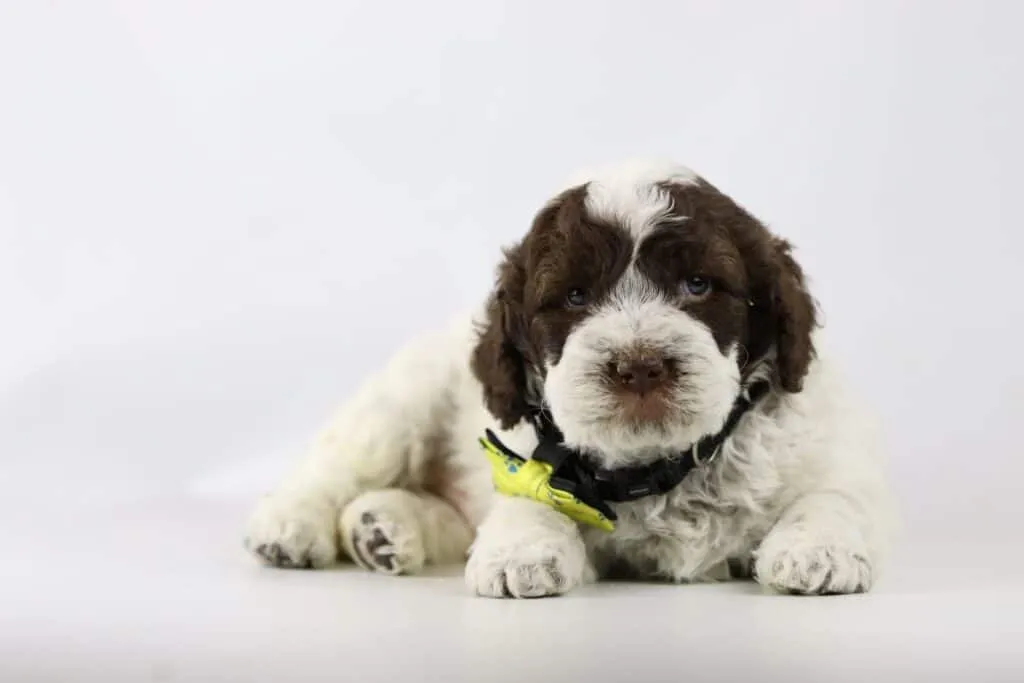 Quel est le prix pour un lagotto romagnolo? 4 Comparateur de prix lagotto romagnolo