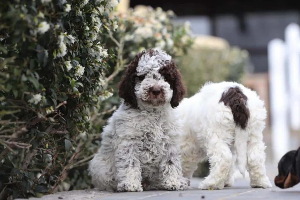 Quel est le prix pour un lagotto romagnolo? 5 Prix chiot lagotto romagnolo