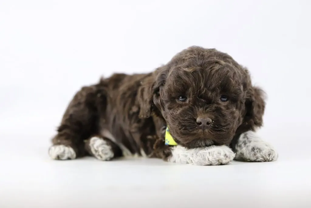 Quel est le prix pour un lagotto romagnolo? 3 Indication de prix lagotto romagnolo