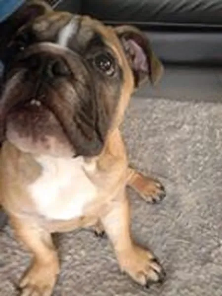 Louis- engelse bulldog 27 Engelse bulldog pup review