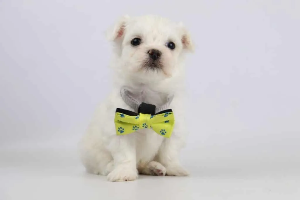 Maltezer pups te koop – informatieve gids over het hondenras! 5 Kenmerken van maltezerpups