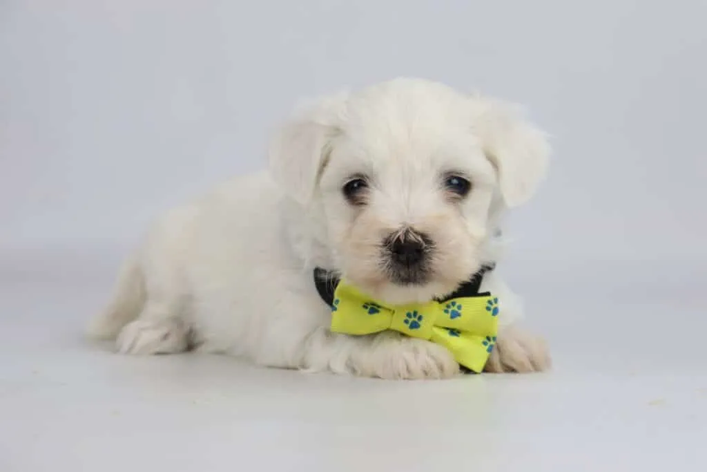 Maltezer pup zindelijk maken