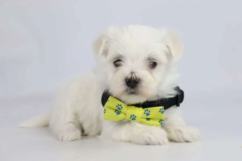 Maltezer pups te koop – informatieve gids over het hondenras! 4 Maltezerpups