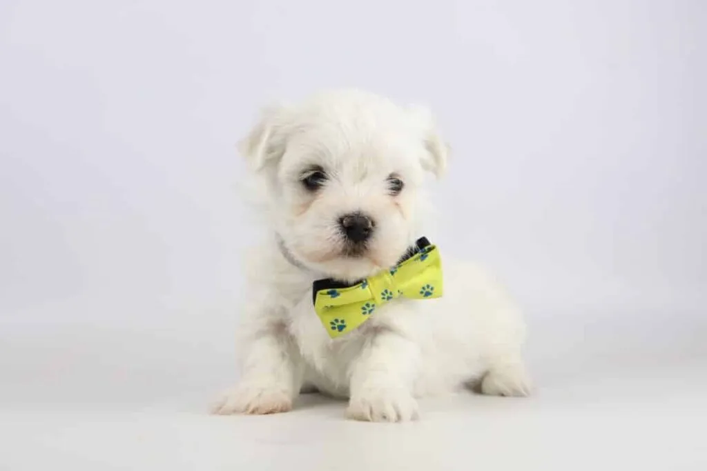 Maltezer prijs: de prijs van een maltezer pupje? 9 Maltezer pups prijzen