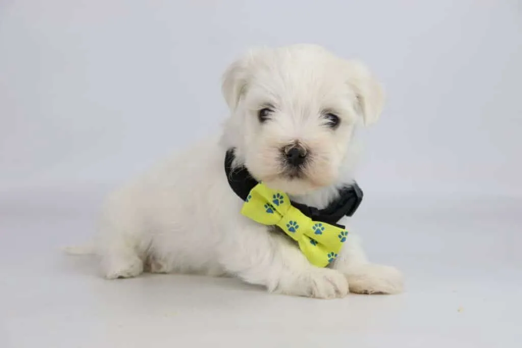 Maltezer pups te koop – informatieve gids over het hondenras! 11 Speelgoed voor maltezer