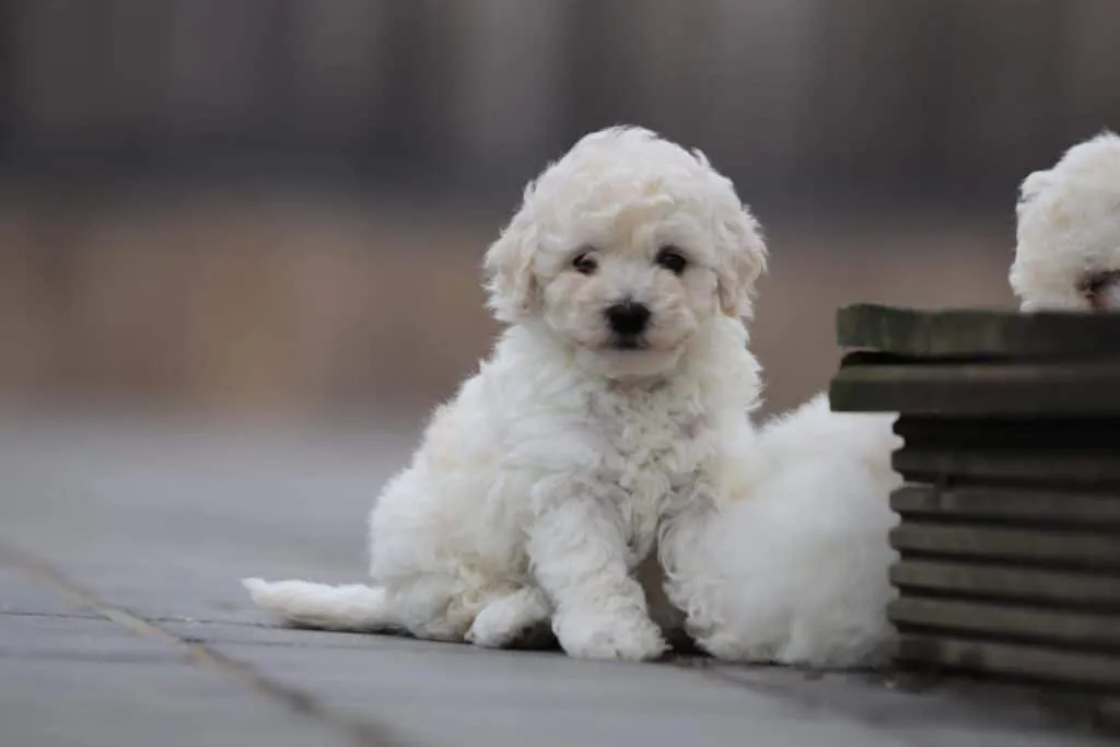 Maltipoo 2 Maltipoo welpen woefkesranch
