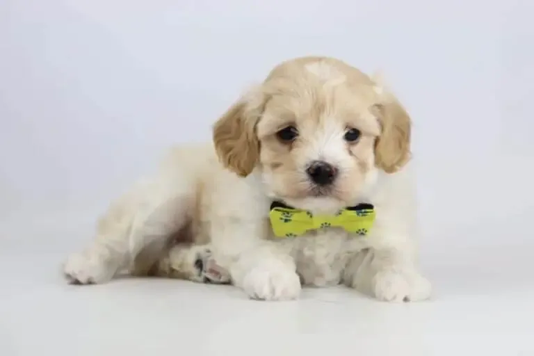 hond adopteren