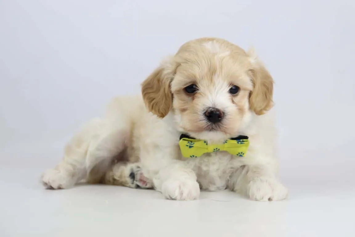 Maltipoo