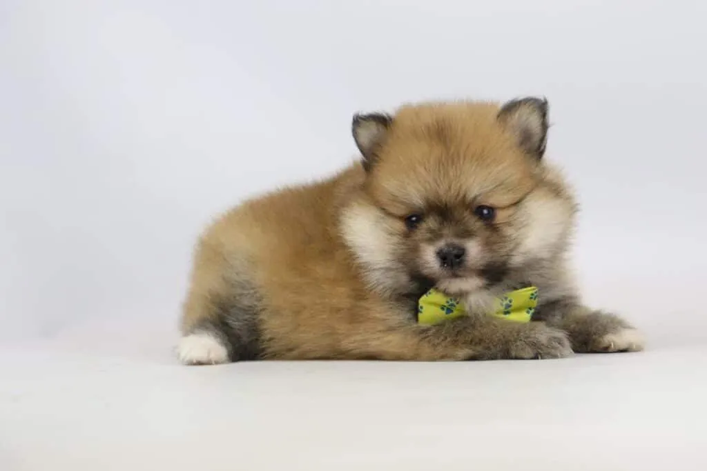Dwarf spitz or pomeranian puppies for sale - buy spitz puppies, pomeranian from breeder 19 Mini spitz puppies for sale