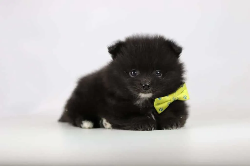 Dwarf spitz or pomeranian puppies for sale - buy spitz puppies, pomeranian from breeder 21 Pomeranian puppies for sale