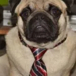 Mops - elvis 3