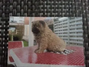 Nala- chow chow 2 Nala- chow chow (kopie)