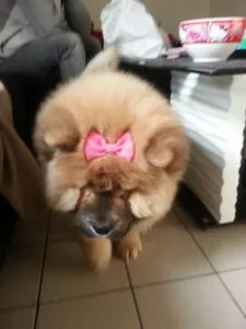 Nala- chow chow 1 Nala- chow chow1 (kopie)