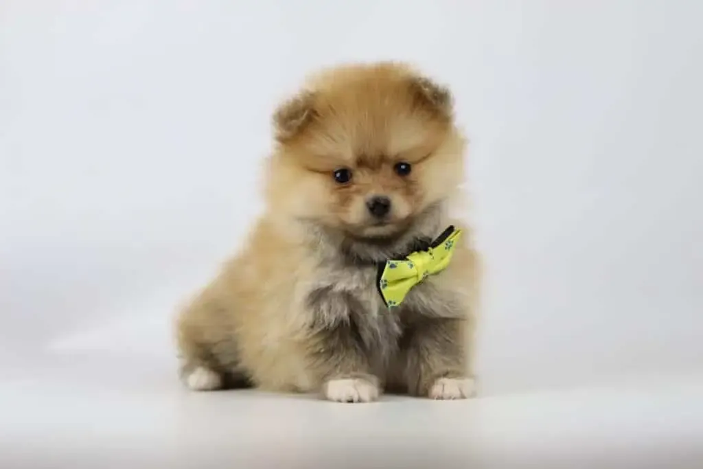 Pomeranian kaufen: wie, was, wo? 4 Pomeranian welpenpreis