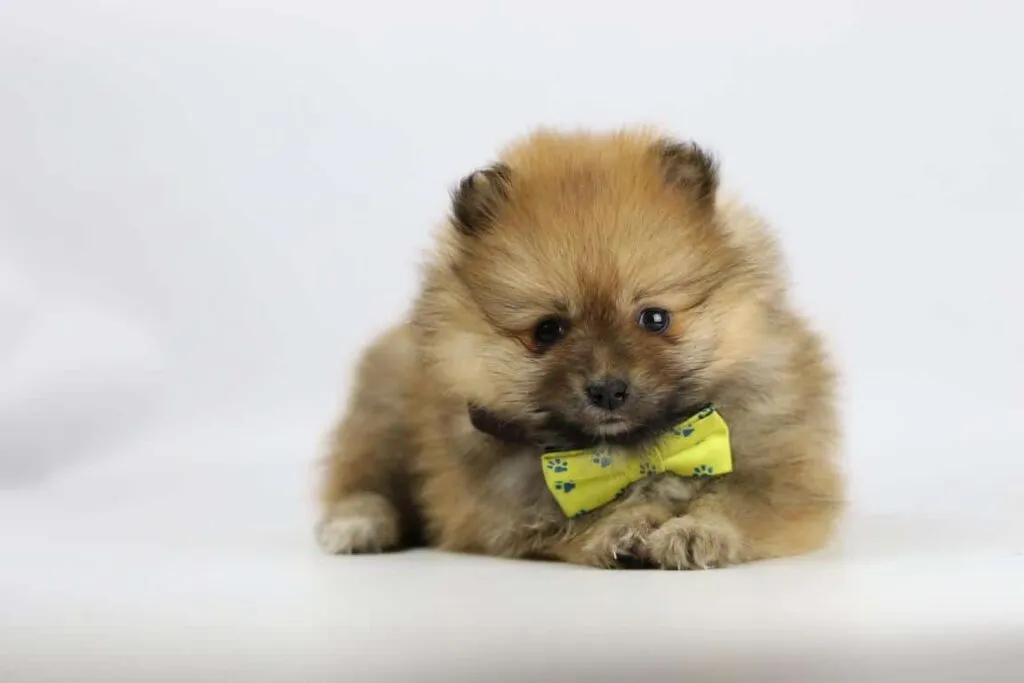 Pomeranian kaufen: wie, was, wo? 7 Pomeranian rasse