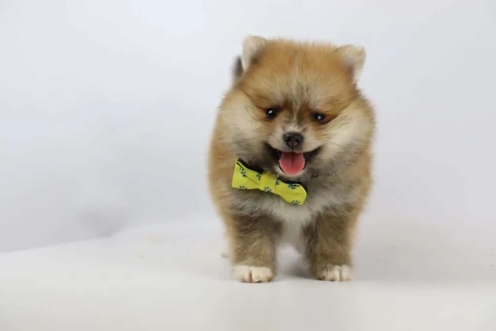 Les poméraniens sont-ils hypoallergéniques ? 8 Chiens pour les allergies