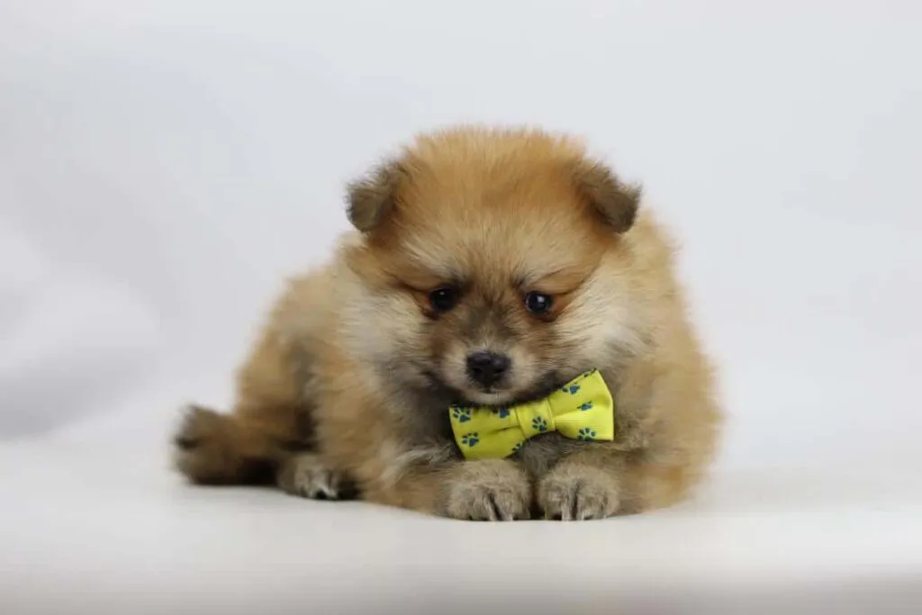Quel est le prix d'un chiot poméranien? 12 Prix poméranien