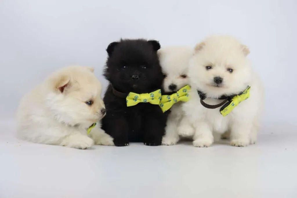 Quel est le prix d'un chiot poméranien? 7 Prix chiot poméranien