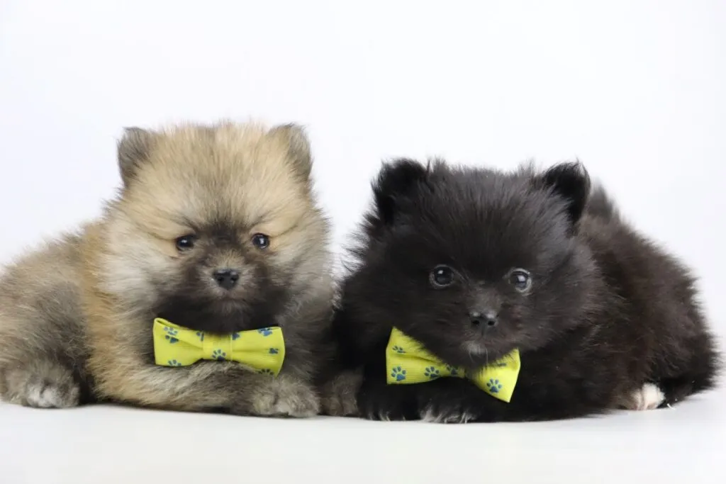 Dwarf spitz or pomeranian puppies for sale - buy spitz puppies, pomeranian from breeder 25 Buying a pomeranian