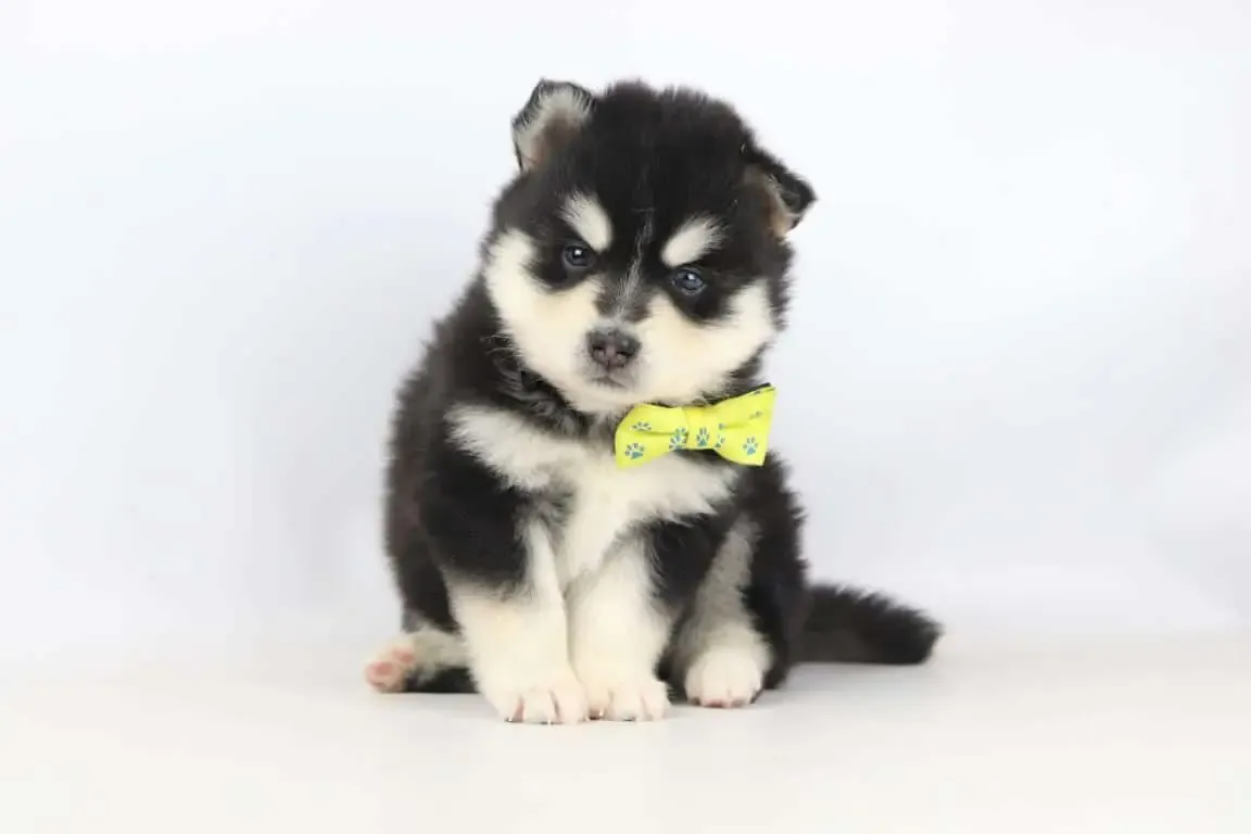 Pomsky