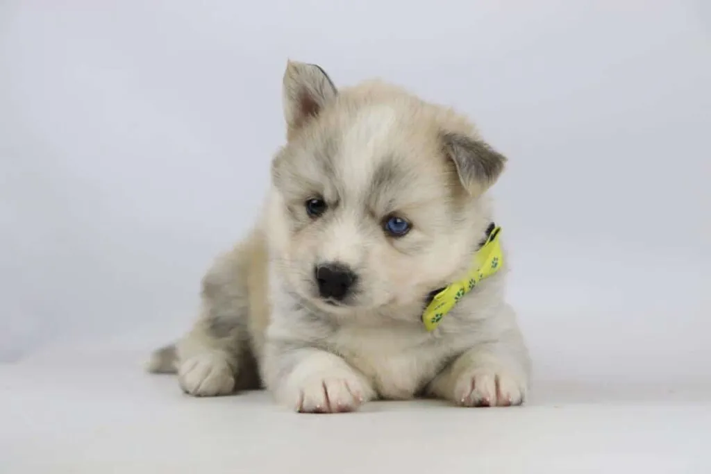 Pomsky prijs nederland