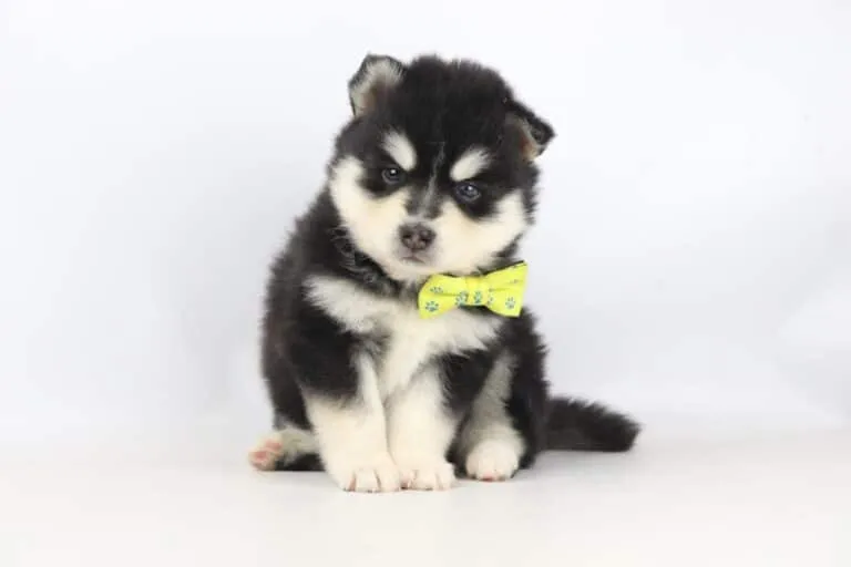 Pomsky gezinshond