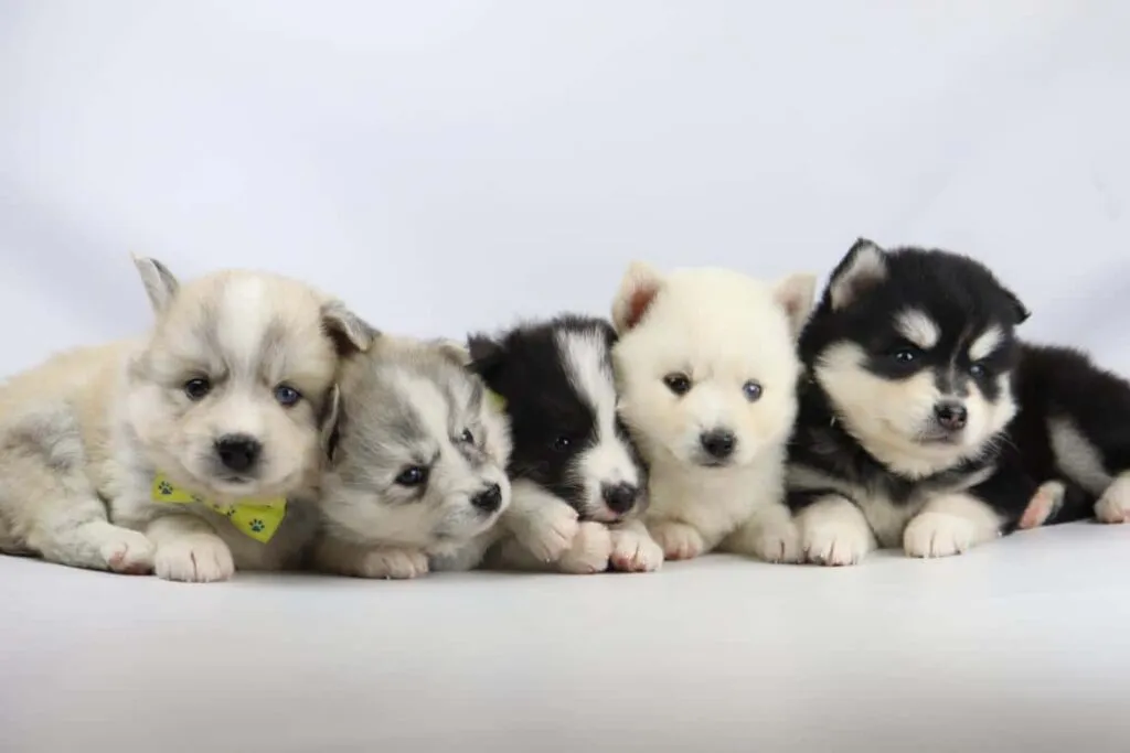 Pomsky - een liefdevolle viervoeter 2 Pomsky training