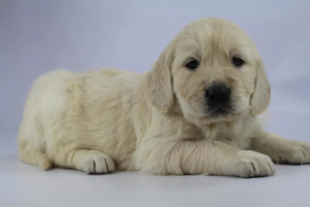 Golden retriever welpen zu verkaufen - belgischer züchter 10 Golden retriever pups gezondheid